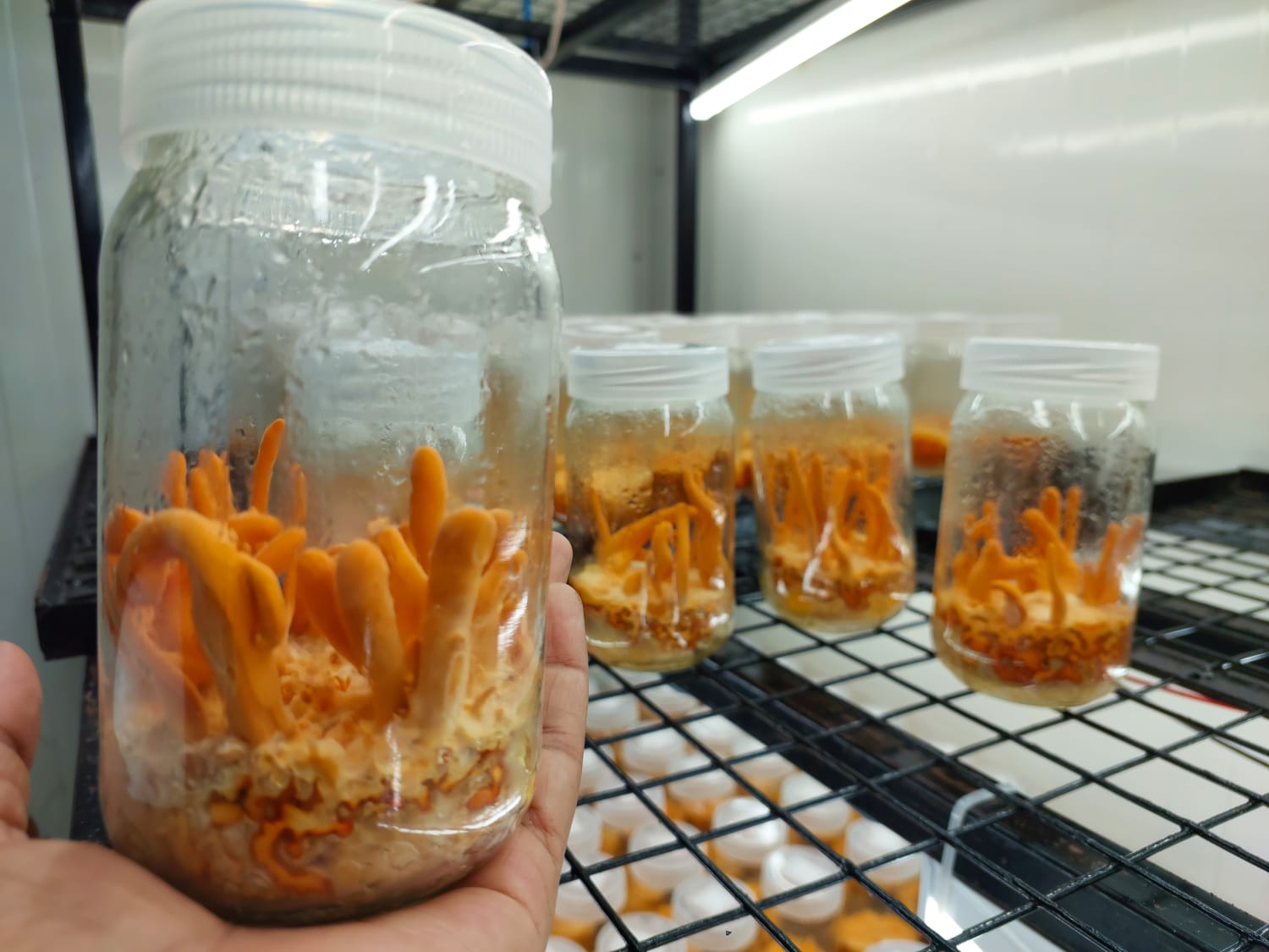Cultivation Research