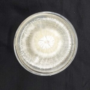 Cordyceps militaris culture plate (strain name: DMRO 1164)