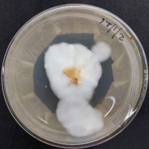 Cordyceps militaris culture plate (strain name: Shanghai)